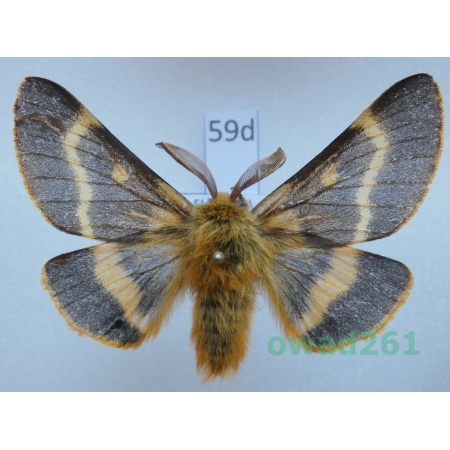 Lemonia dumi (Linnaeus, 1761) male Slovakia59d